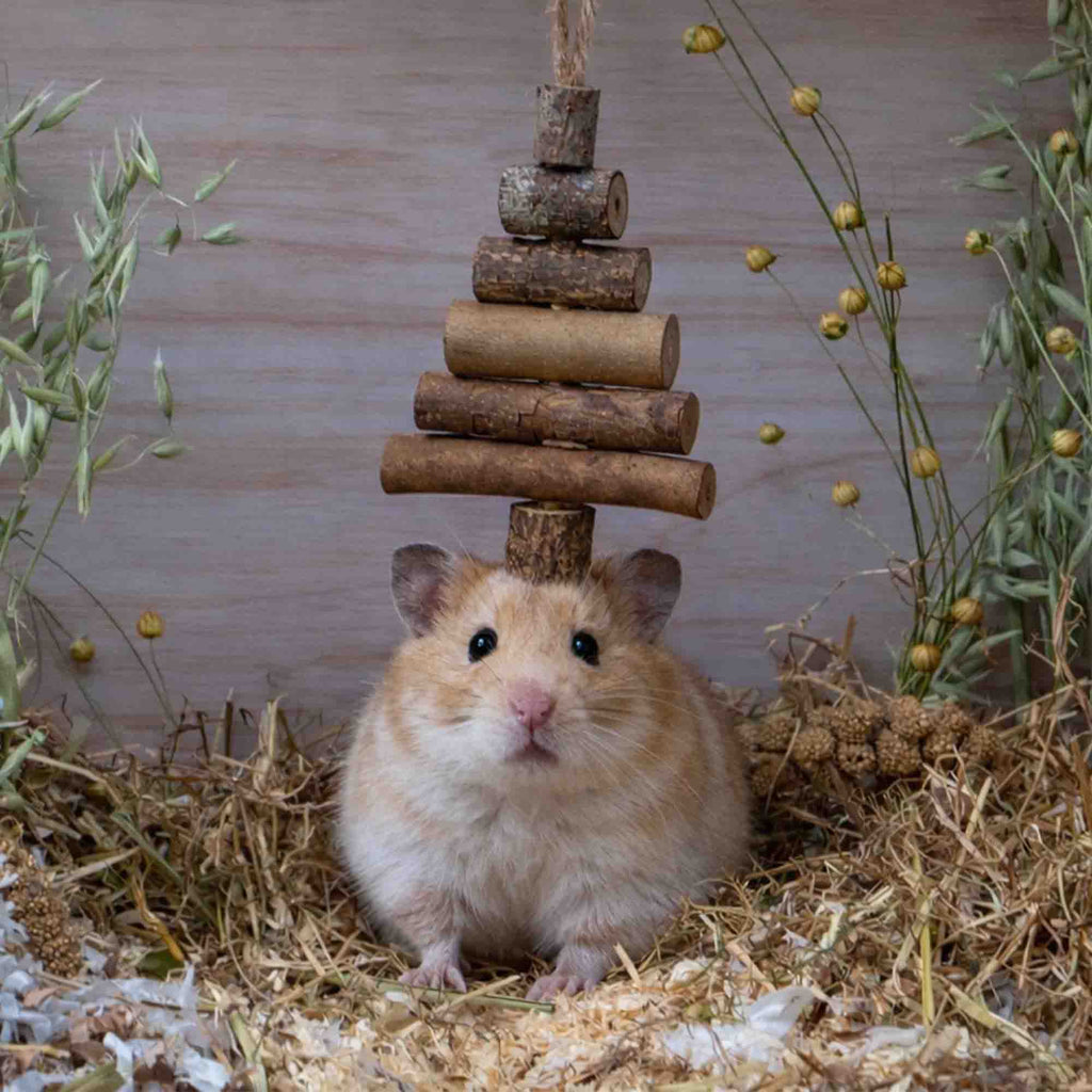 Ancol Fir Tree Gnaw - Pilgrim Pet Supplies