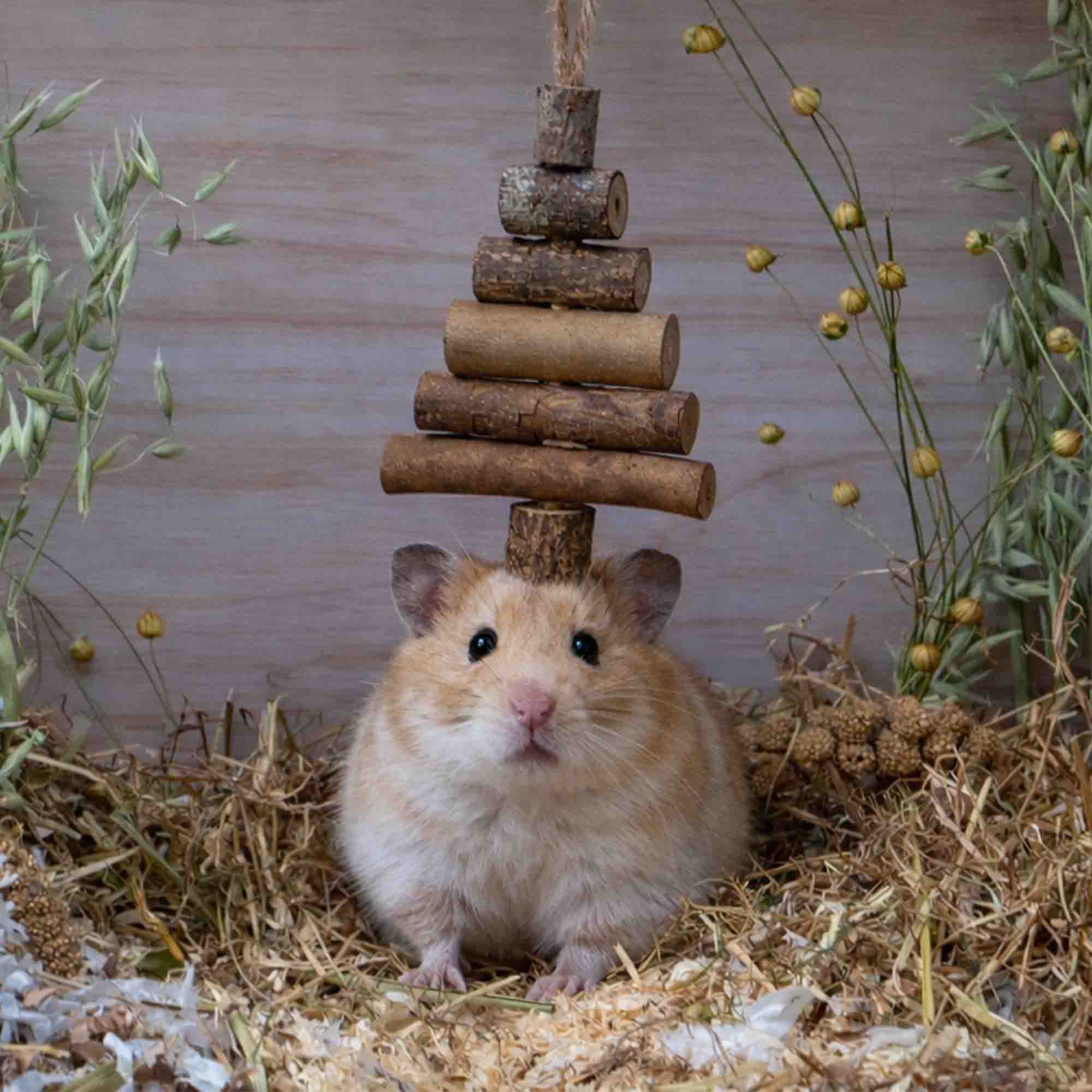 Ancol Fir Tree Gnaw - Pilgrim Pet Supplies
