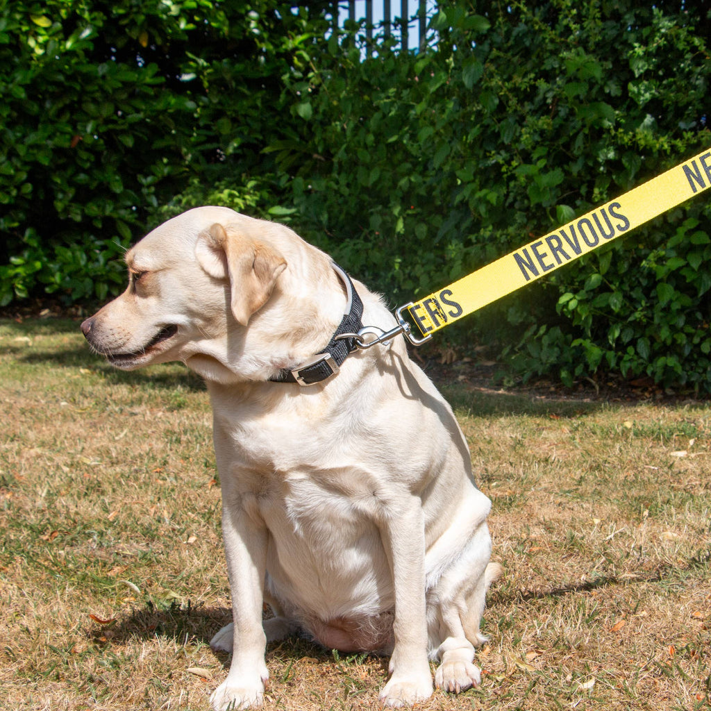 Awareness Training & Safety Dog lead 1.5m 'Hi-Vis NERVOUS' - Pilgrim Pet Supplies