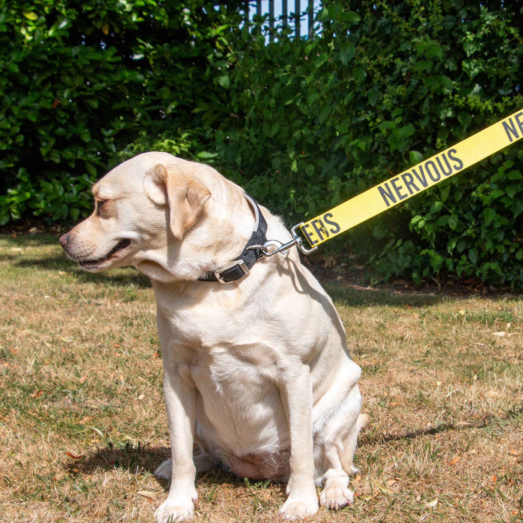 Awareness Training & Safety Dog lead 1.5m 'Hi-Vis NERVOUS' - Pilgrim Pet Supplies