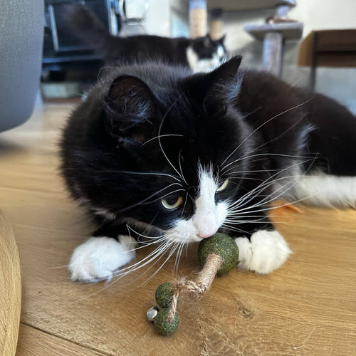Cat Playtime Real Catnip Stick Toy - Pilgrim Pet Supplies