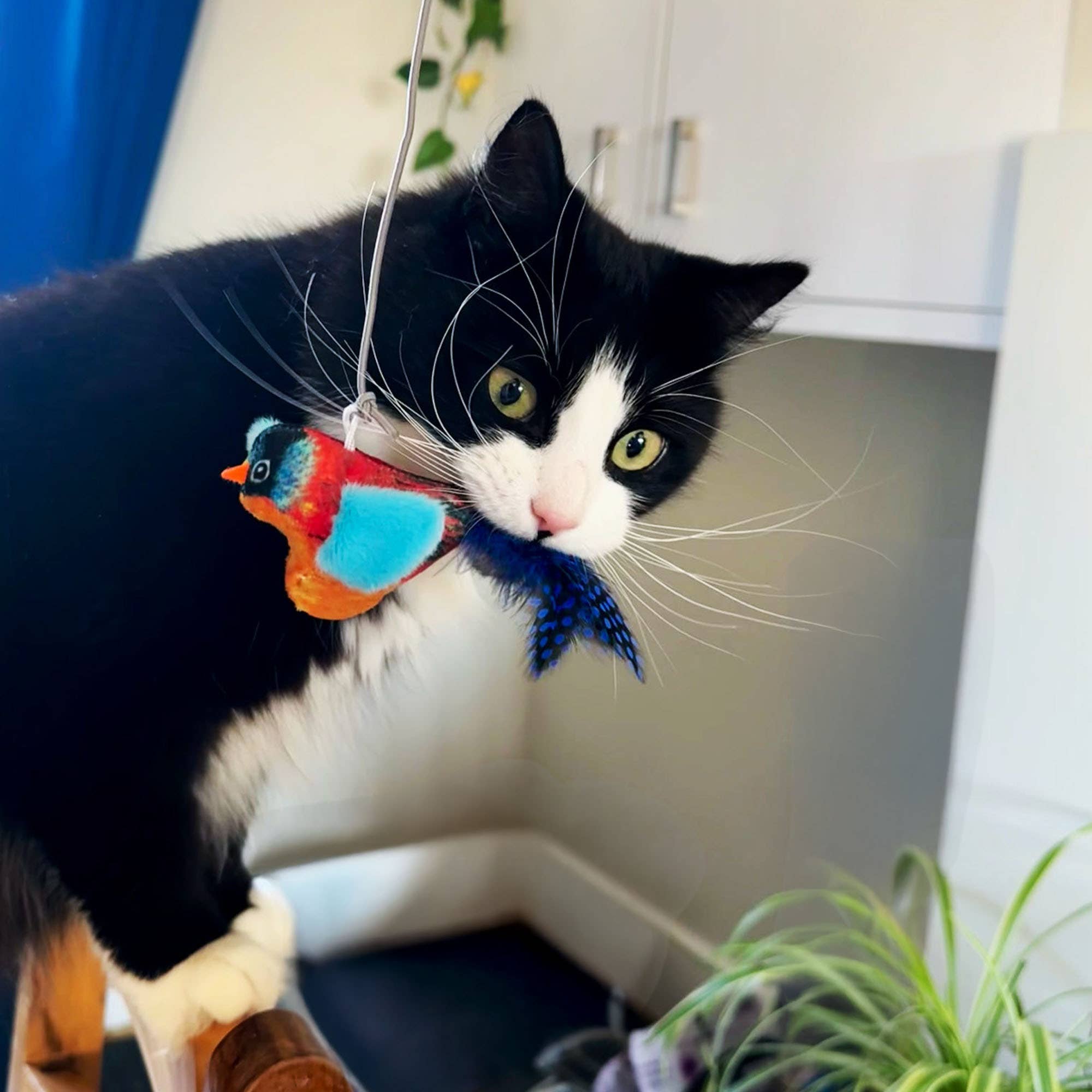 Chirping Birds Cat Toy with 90cm String - Bull Finch - Pilgrim Pet Supplies