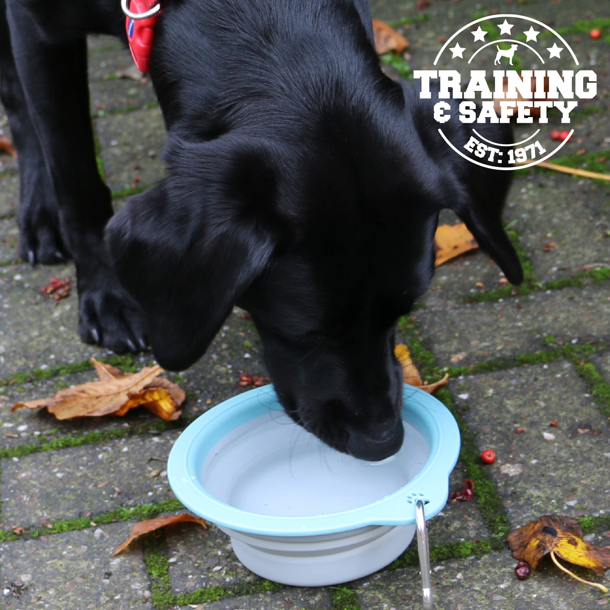 Collapsible Dog Travel Bowl - Pilgrim Pet Supplies