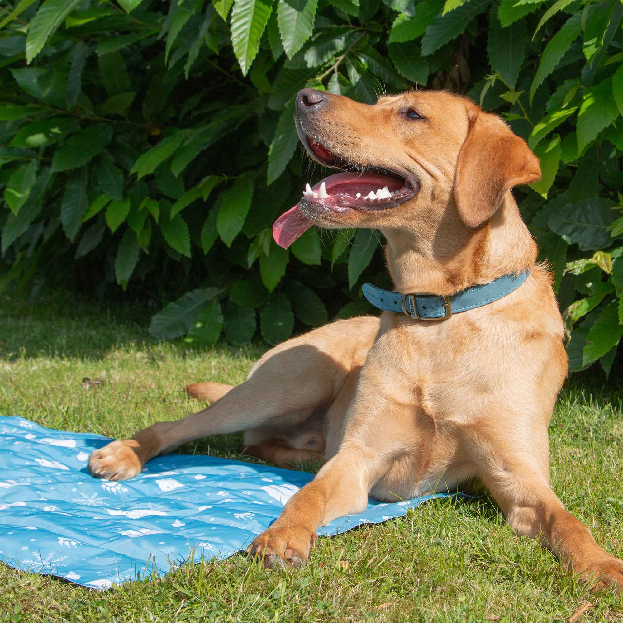Ice Paws Cooling Mat Small or Large - Pilgrim Pet Supplies