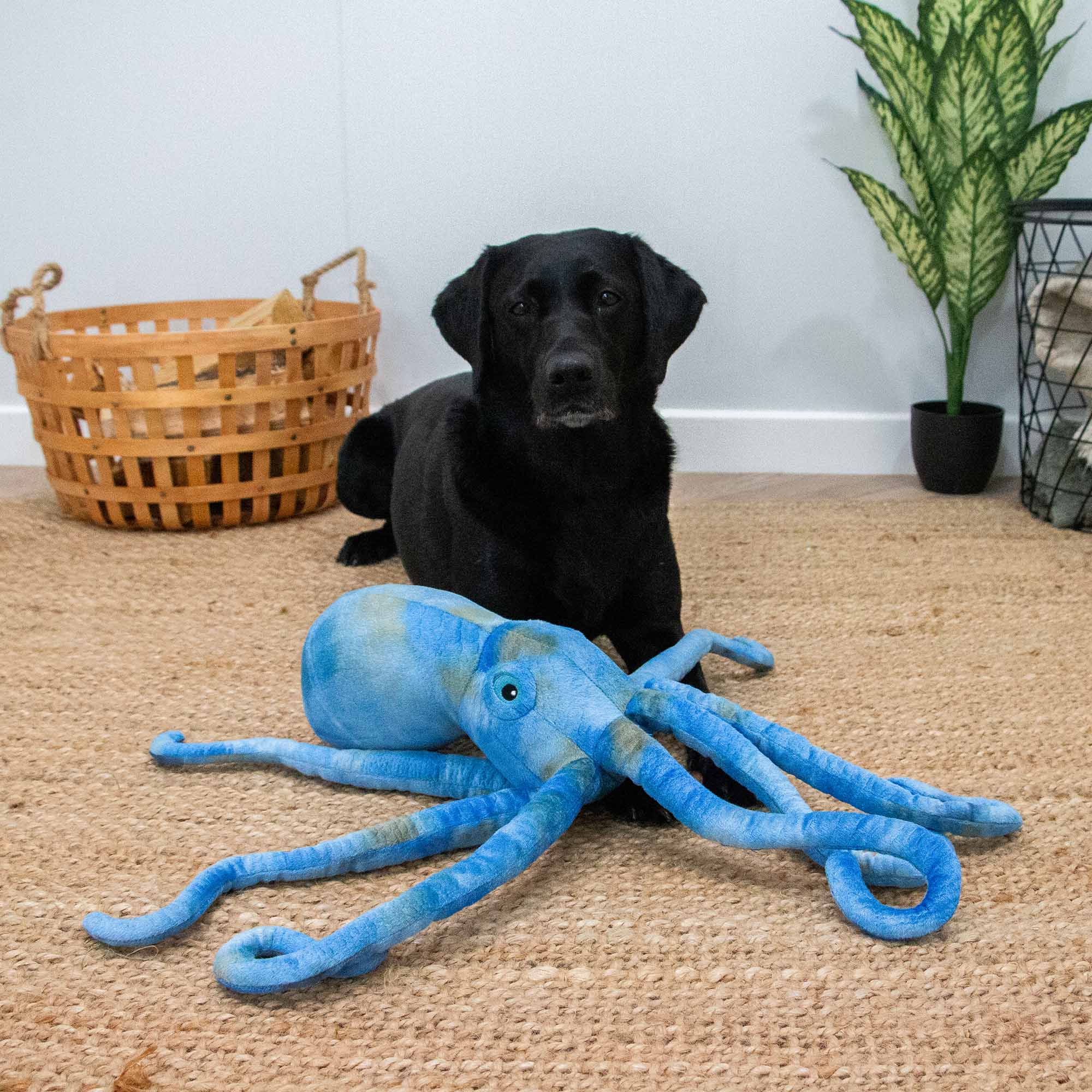 Playtime For Dogs Cuddle Phil The Kraken - Pilgrim Pet Supplies