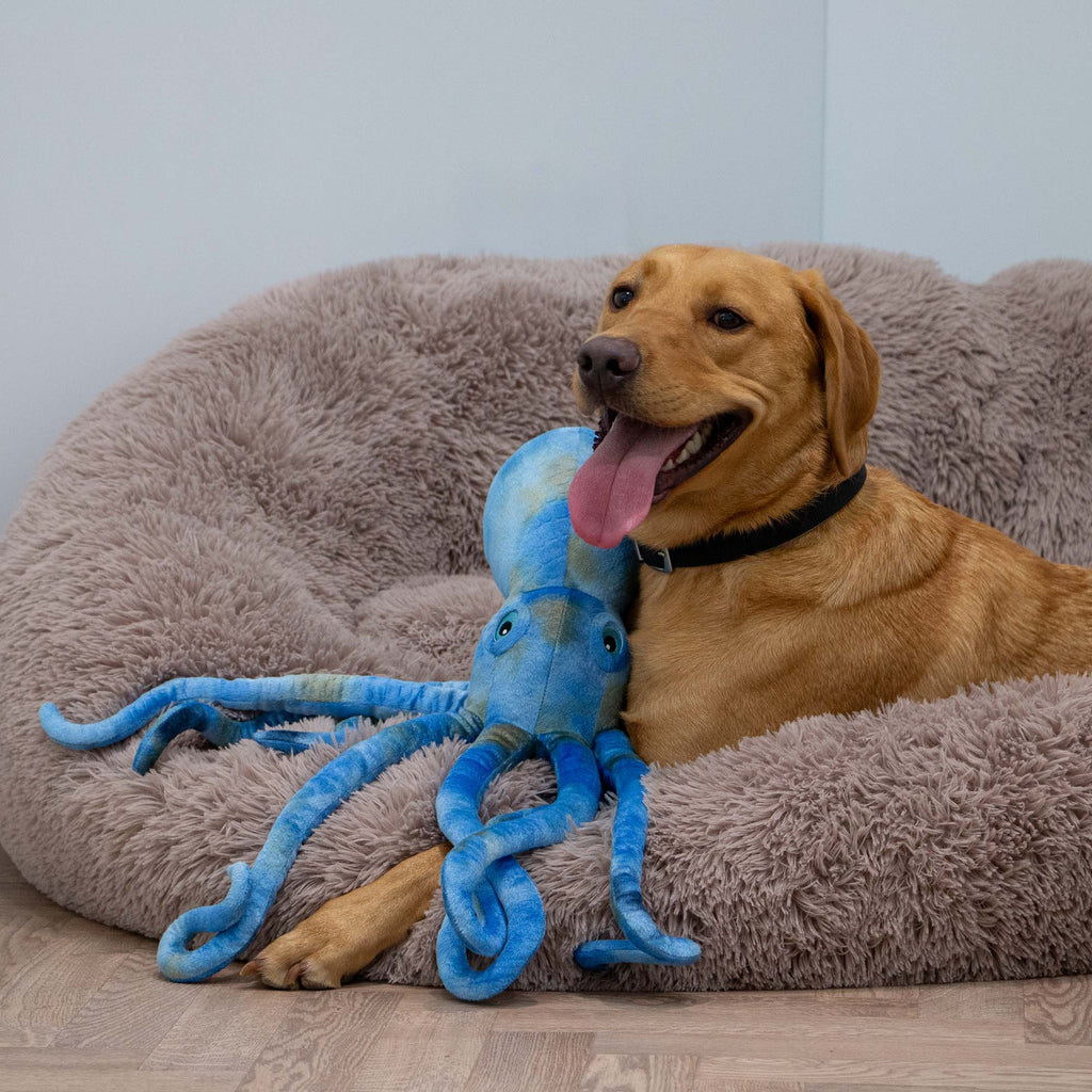 Playtime For Dogs Cuddle Phil The Kraken - Pilgrim Pet Supplies