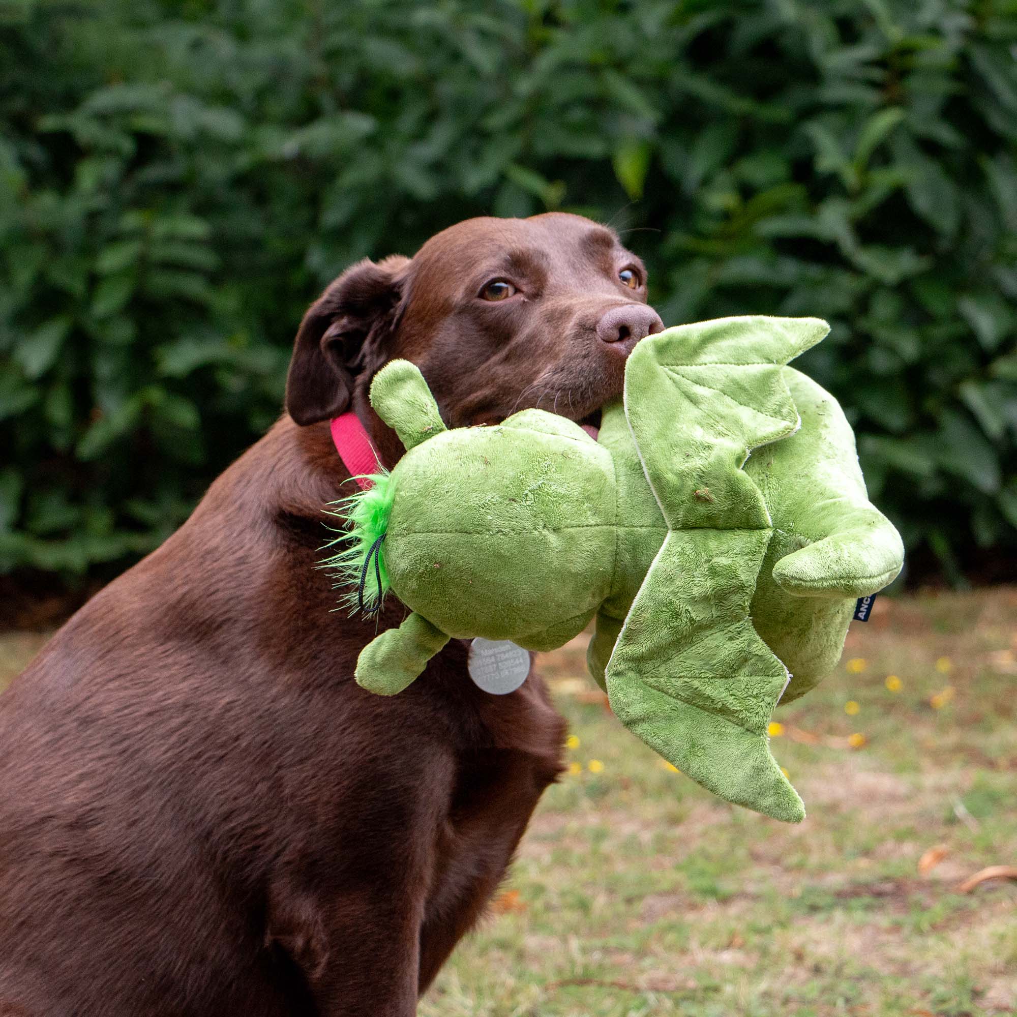 Playtime For Dogs Cuddly Sprout The Dragon - Pilgrim Pet Supplies