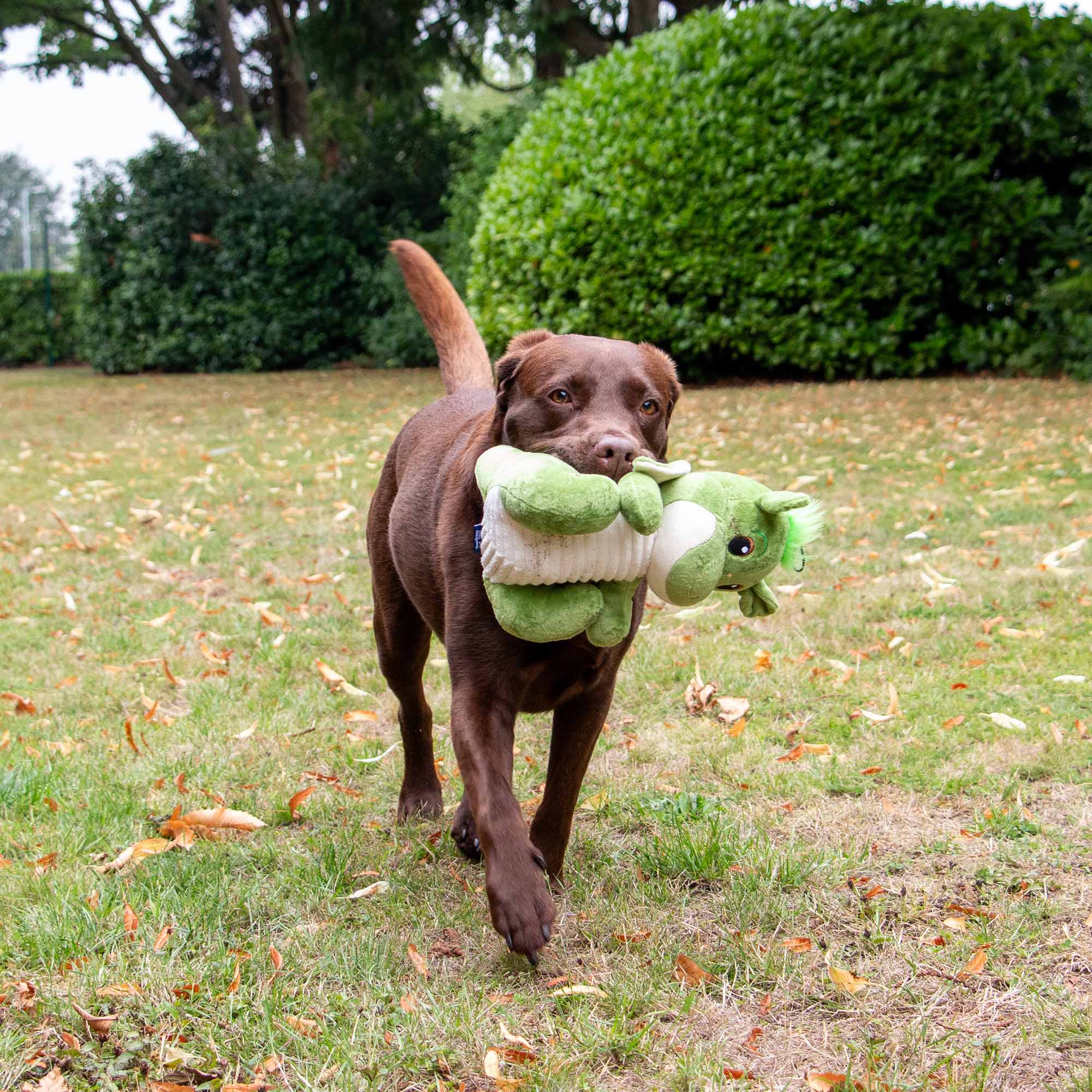 Playtime For Dogs Cuddly Sprout The Dragon - Pilgrim Pet Supplies